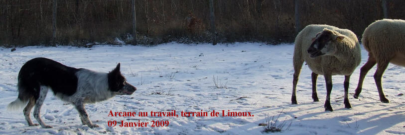 chiots border collie dans l'hrault