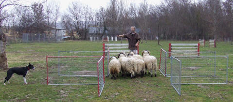 dmonstrations de border collies en france