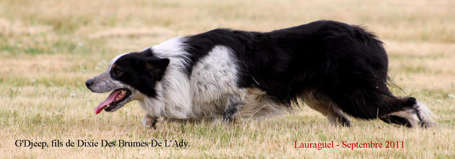 Photo Border collie