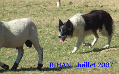 leveur de border collie dans l'aude