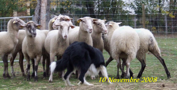 Border collie levage dans l'Aude