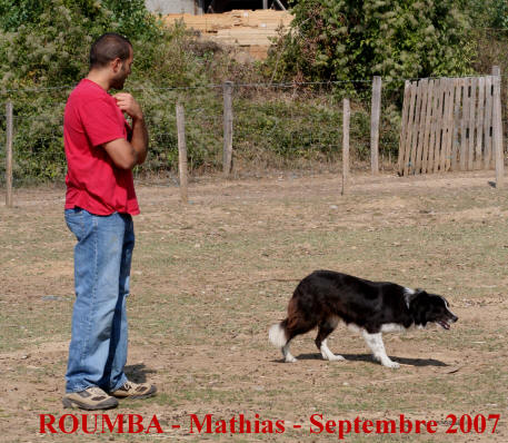 hrault border collie levage et dressage