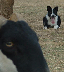 border collie chien levage et dressage