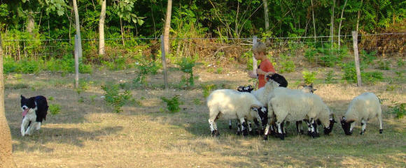 border collie en france