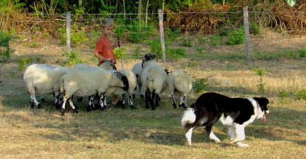 dmonstrations et animations avec chevaux et border collie