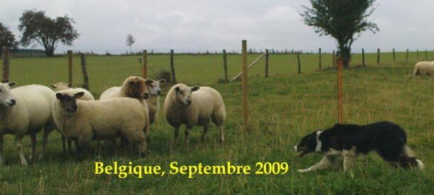 Border collie Belgique levage et dressage.