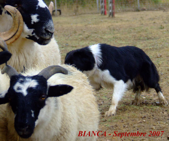 eleveur de border collies