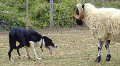 border collie pays cathare en aude