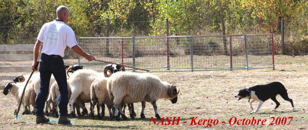 Instinct du Border collie.