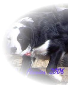 border collie  vendre