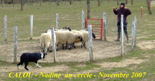 parc de contention ovins, ovitec, association des tondeurs de moutons, border collie levage dans l'aude