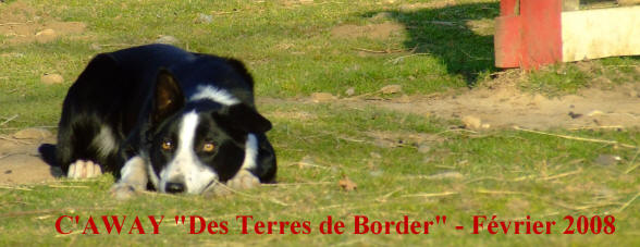 socit centrale canine aubervivilliers