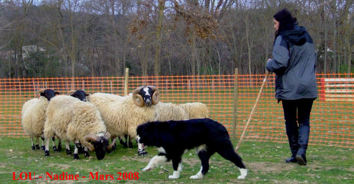 dressage border collie dans l'aude chez raoul kergomard