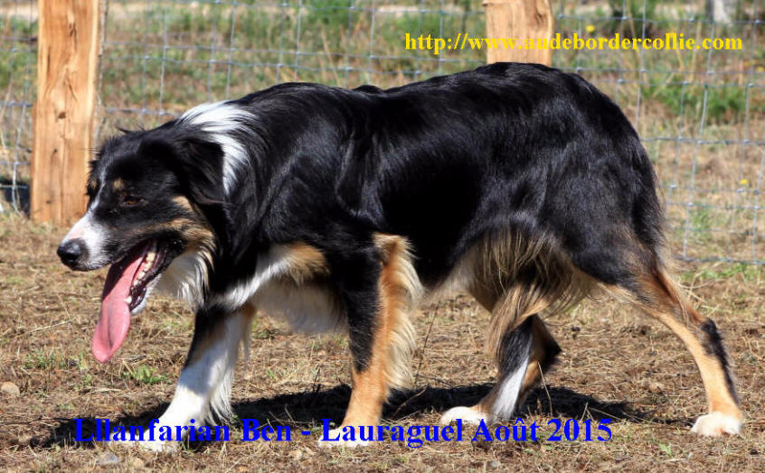 Llanfarian ben Border collie