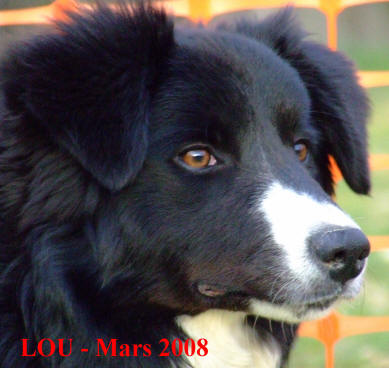 isds, kennel club, socit centrale canine border collie