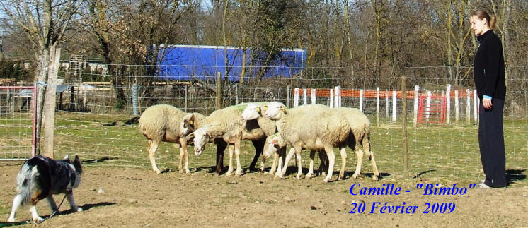 Raoul Kergomard et ses Border collies