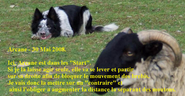 annonces chiot border collie  vendre