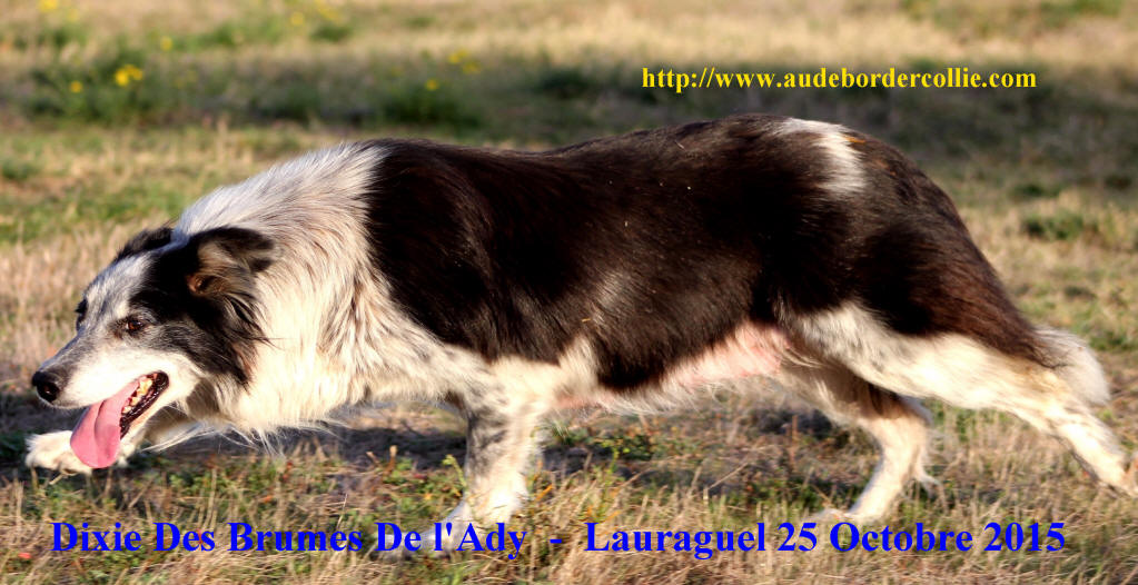 Border collie Aveyron