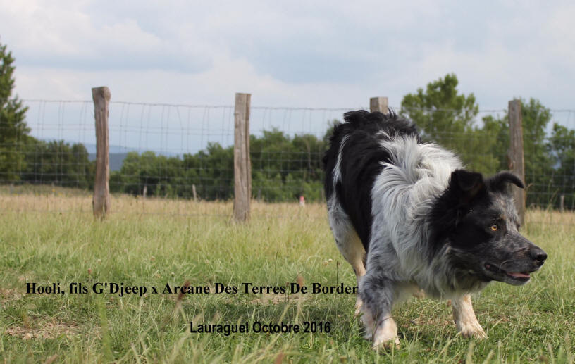 Occitanie Border collie