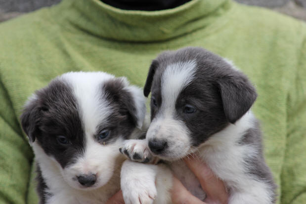 chiot border collie a donner