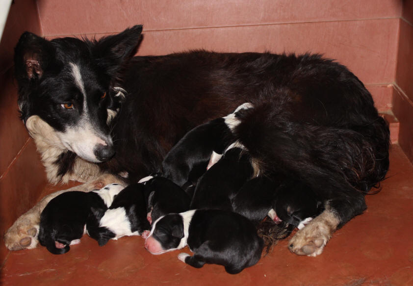 Border collie  vendre