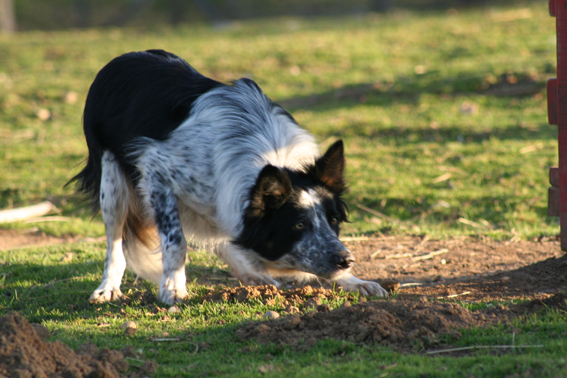 femelle border collie de chez Raoul Kergomard