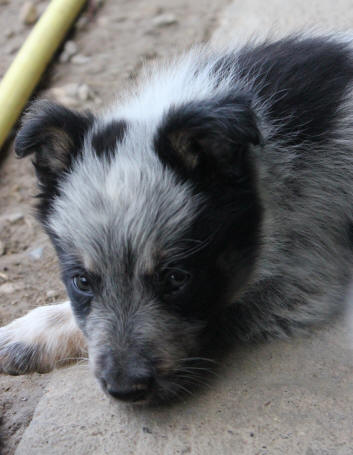 Elevage de Border collies