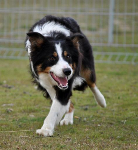 Border collie tricolore