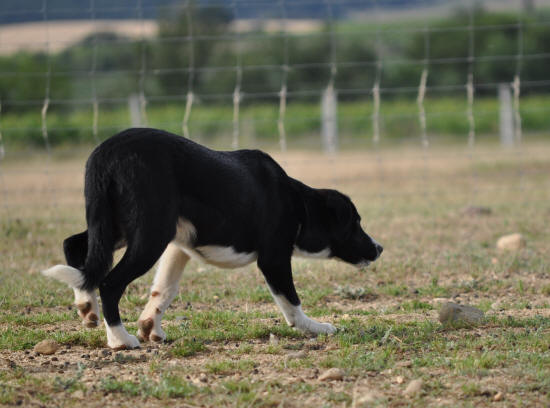 Mle Border collie