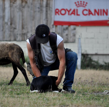 levage de border collie dans l'aude