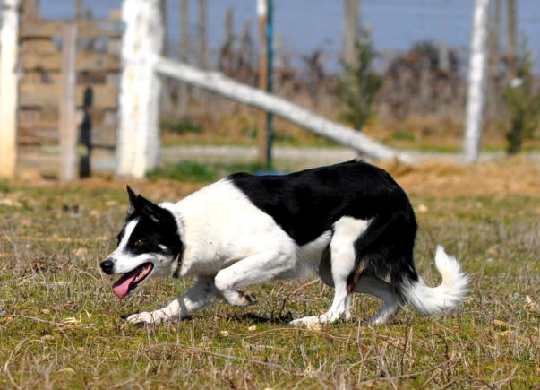 Border collie levage