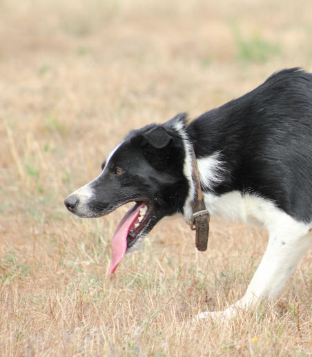 Border collie Belgique