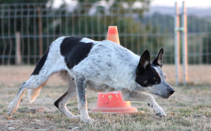 Chienne Border collie bleu merle