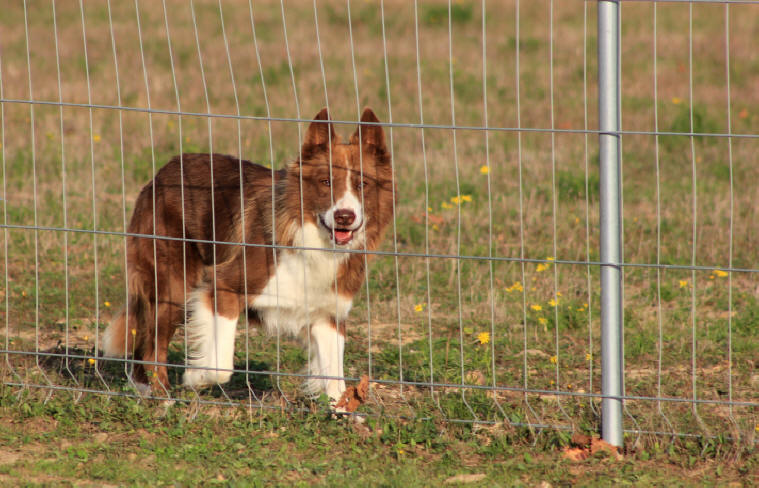 Border collie rouge. 