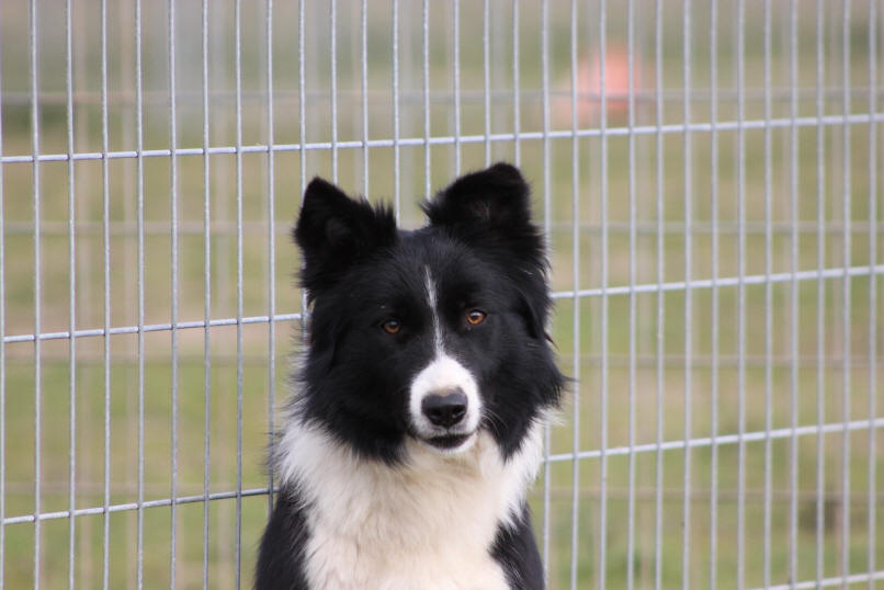 Chienne Border collie noire blanche  vendre.