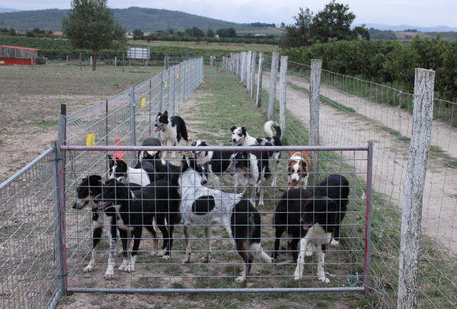 Eleveur de border collie