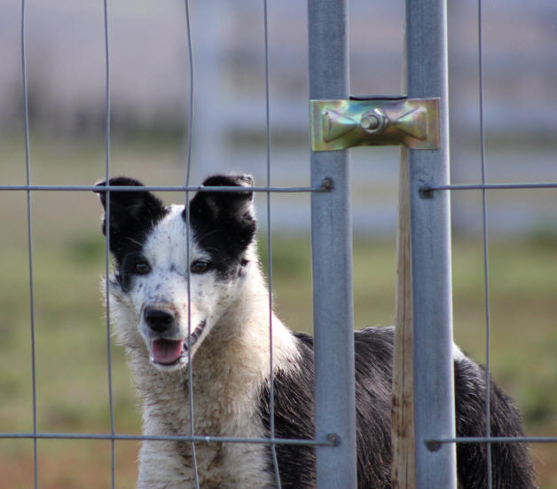 Mes chiens Border collie