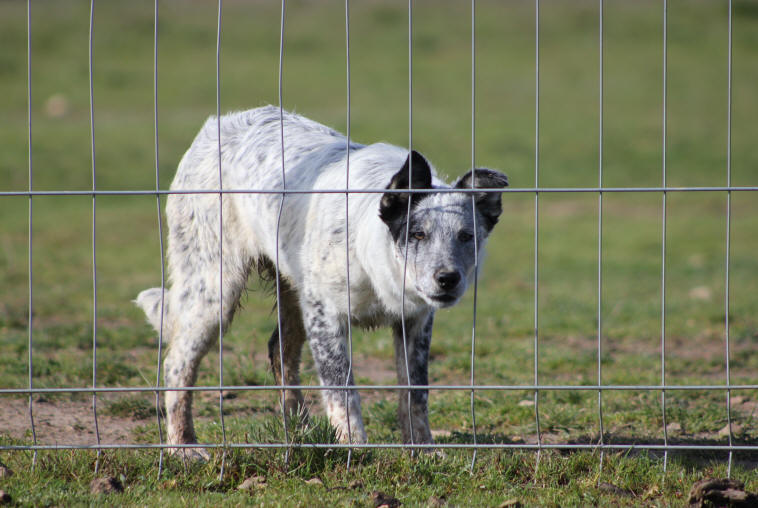 Border collie bleu merle