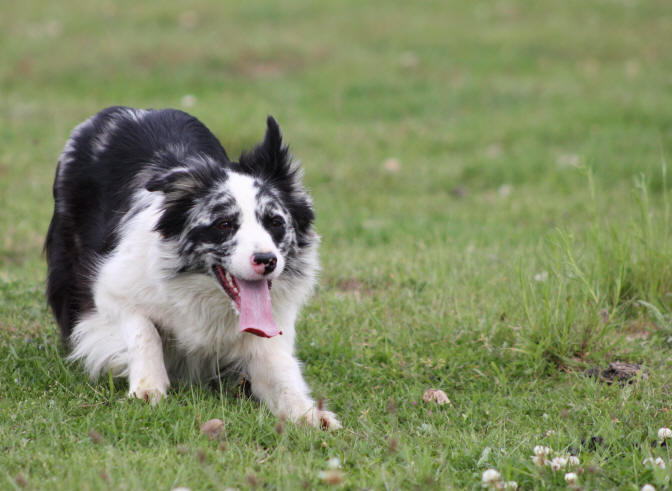 Femelle Border collie Bleu merle