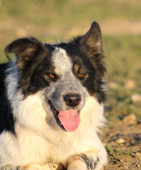 Border collie tricolore