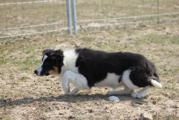 Ballyglass Border collie