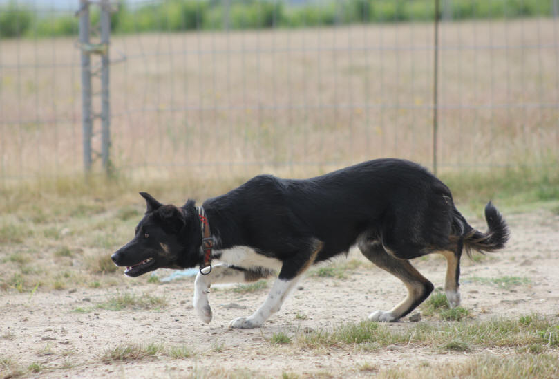 Border collie tricolore