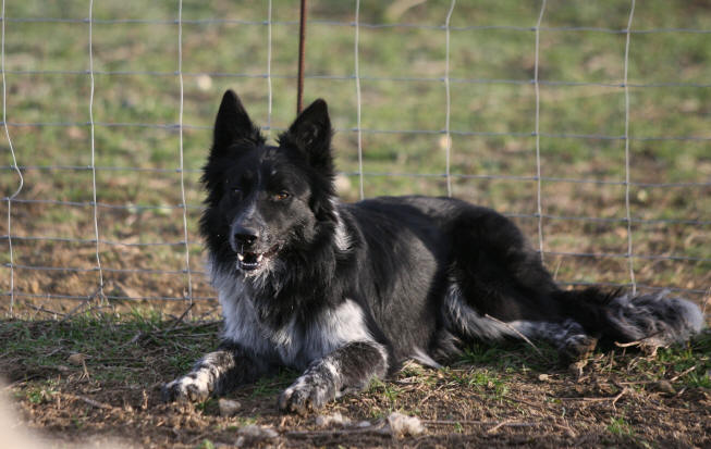 mle border collie noir et blanc