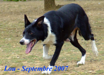 Border collie de l'levage Des Terres de Border  lauraguel dans l'aude