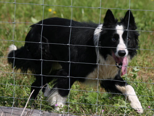 france levage de Border collie