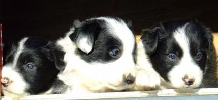 chiot border collie dans l'aude