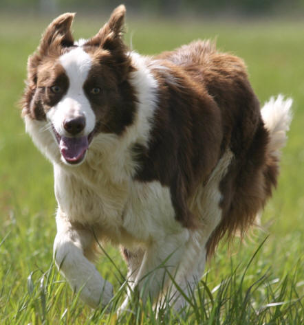 levage de border collie des terres de border. Aude et Languedoc roussillon