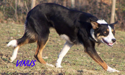 Elevage de border collies