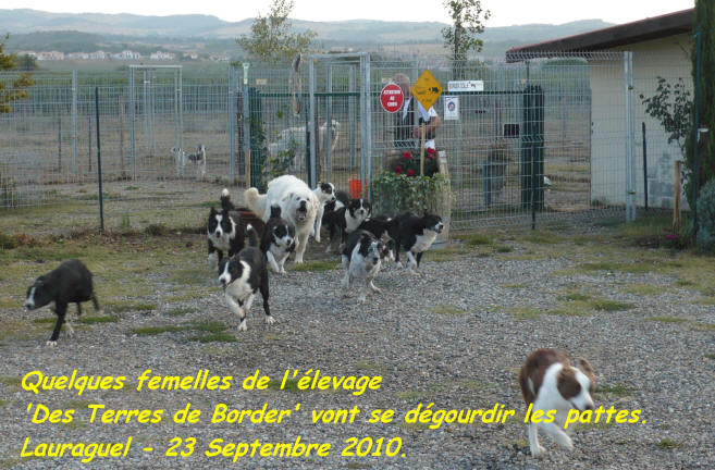 chiens border collie dans l'aude