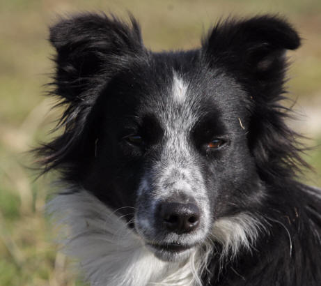 border collie levage